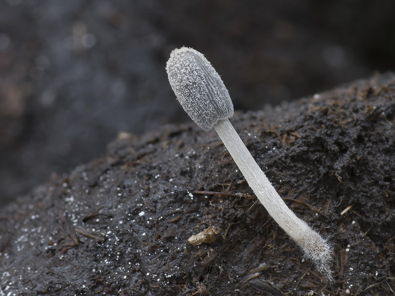 Coprinopsis poliomalla